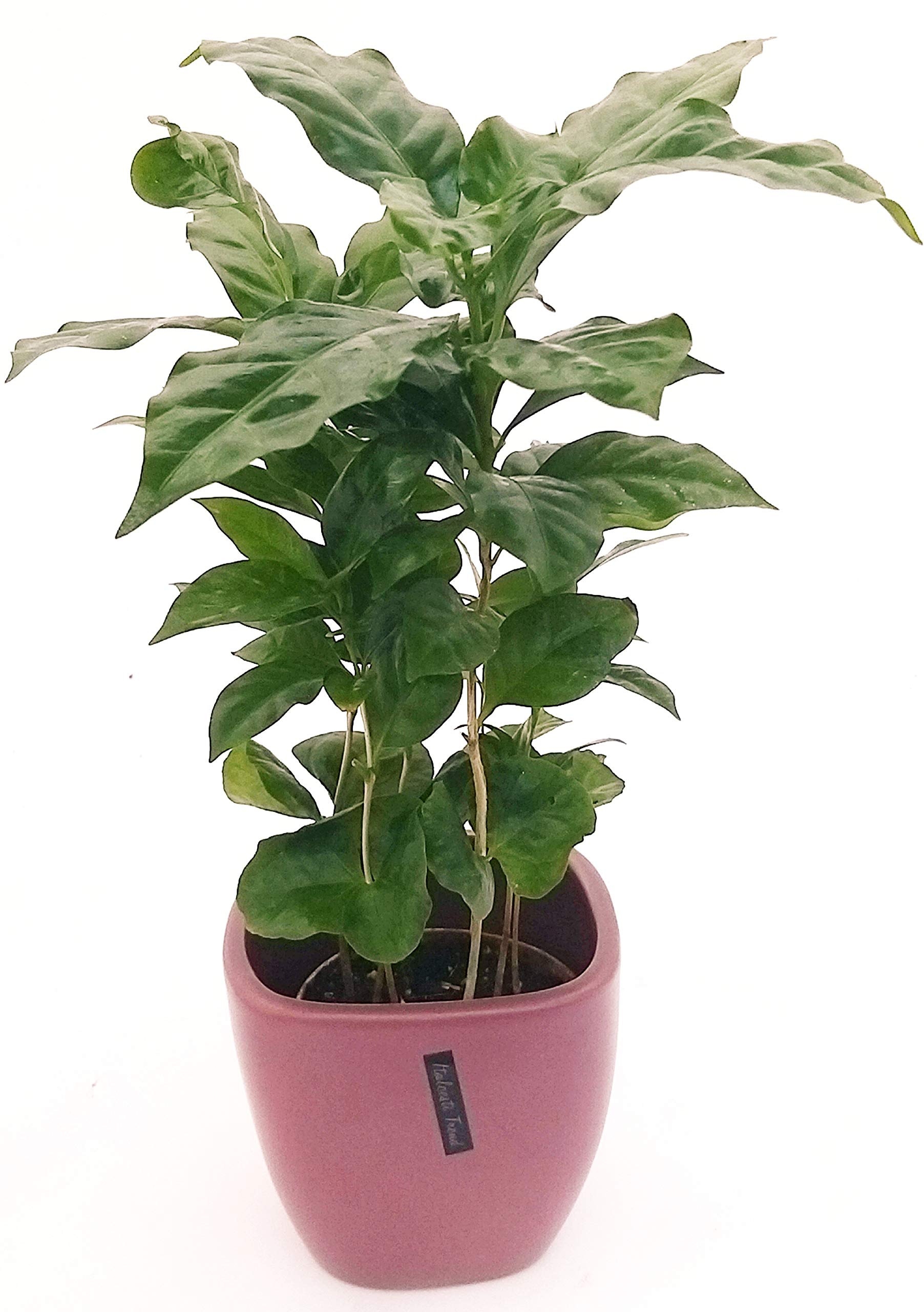 pianta del caffe vera